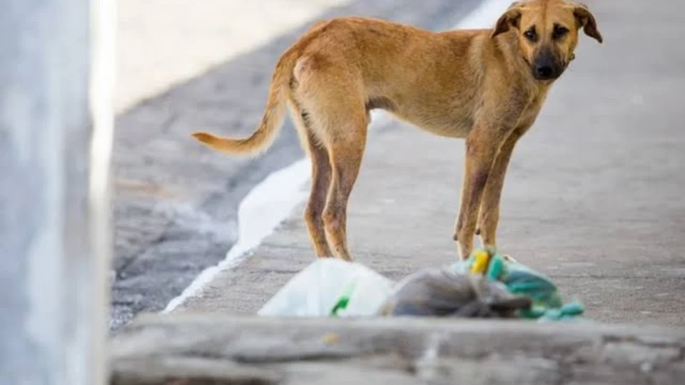 Época de fim de ano e férias preocupam defensores de animais com o abandono de bichos domésticos. Denuncie!