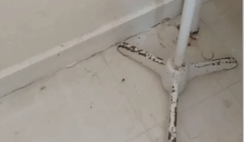 Falta de limpeza: baratas infestam maternidade e incomodam pacientes. Veja Vídeo!