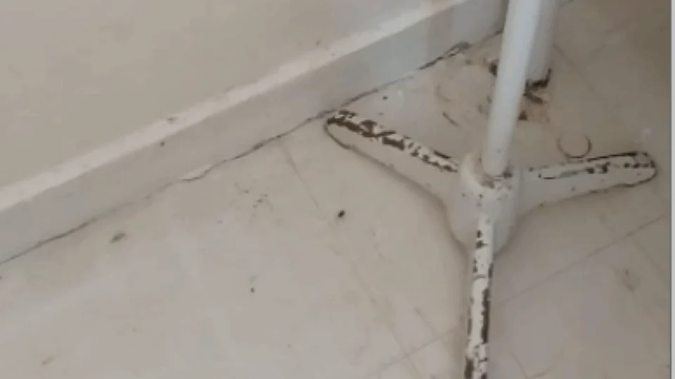 Falta de limpeza: baratas infestam maternidade e incomodam pacientes. Veja Vídeo!