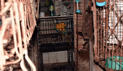 Policiais resgatam 107 animais mantidos em cativeiro na zona leste