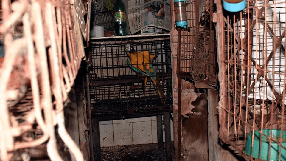 Policiais resgatam 107 animais mantidos em cativeiro na zona leste