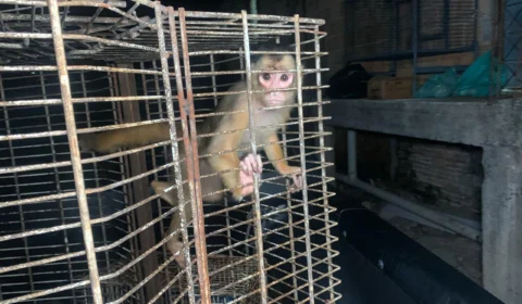 Centenas de animais são resgatados de cativeiro na zona Leste de Manaus