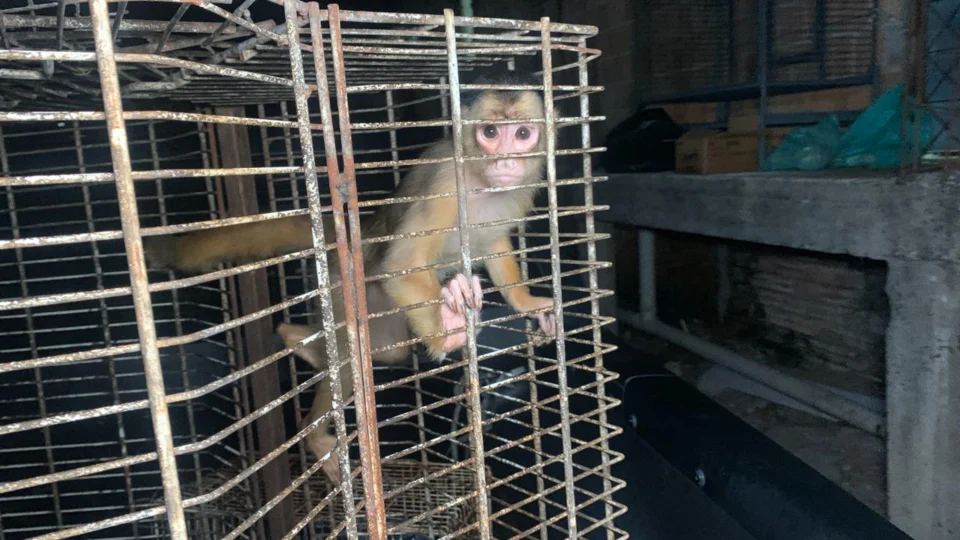 Centenas de animais são resgatados de cativeiro na zona Leste de Manaus