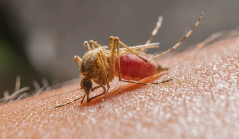 Malária: os casos da doença reduziu 18%, no Amazonas