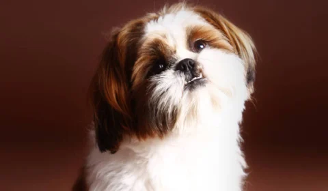 Cães de 4 mil reais são roubadas de PetShop no Parque das Nações