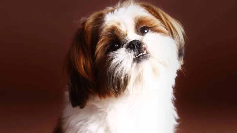 Cães de 4 mil reais são roubadas de PetShop no Parque das Nações