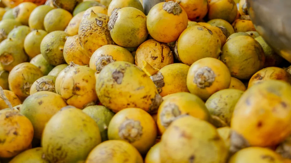 Castanha, goma de tapioca, pupunha e tucumã, farão parte da merenda das escolas estaduais em 2020