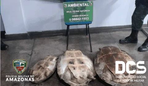 Após denúncia, seis quelônios foram resgatados dentro de embarcação na Feira da Manaus Moderna