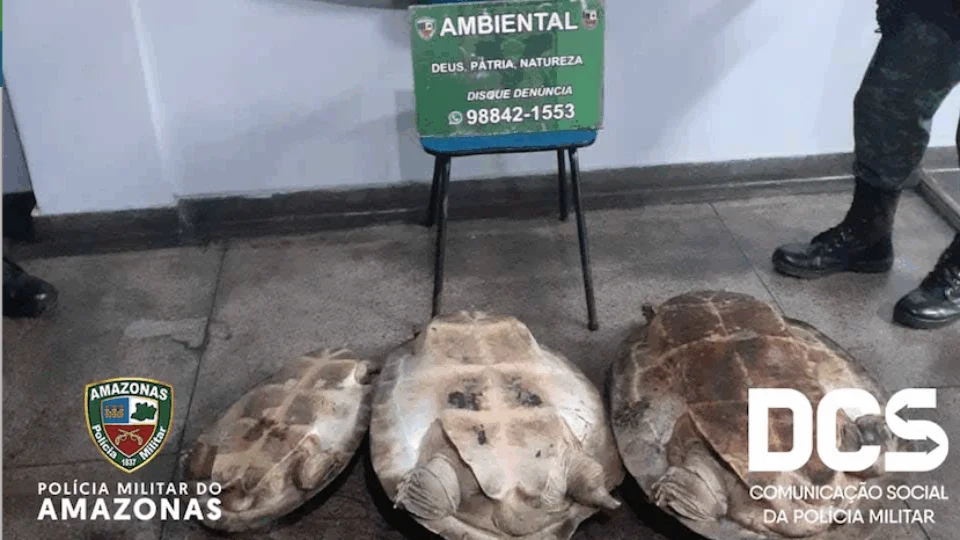 Após denúncia, seis quelônios foram resgatados dentro de embarcação na Feira da Manaus Moderna