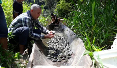 Cerca de 2,5 mil filhotes de tartaruga e tracajás são devolvidos à natureza, na última soltura de 2019