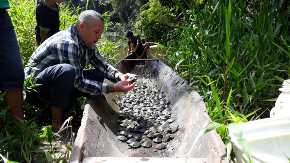 Cerca de 2,5 mil filhotes de tartaruga e tracajás são devolvidos à natureza, na última soltura de 2019
