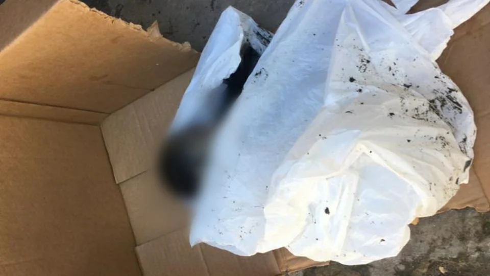 Bebê morto é resgatado de igarapé na zona Sul de Manaus