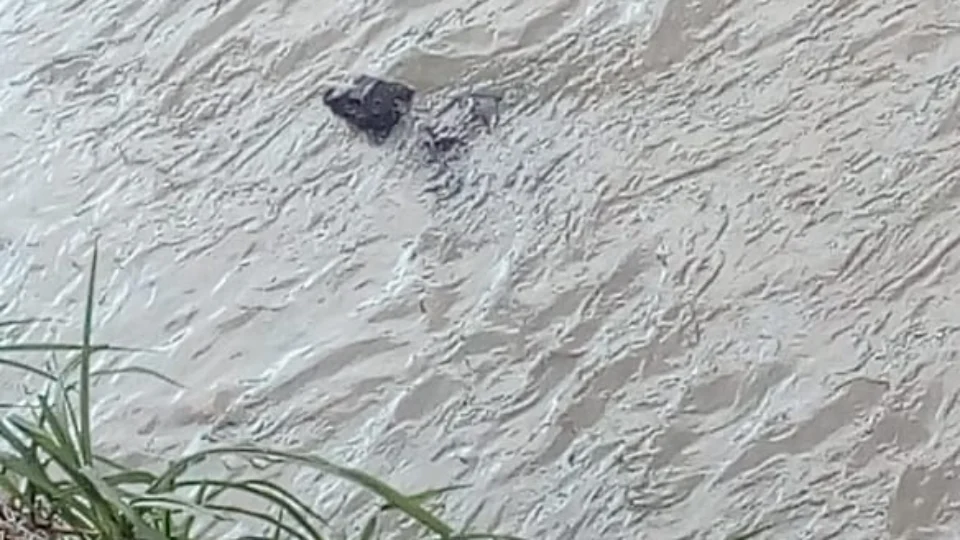 Fotos: Jacaré é avistado em igarapé no Bairro da União, veja as fotos