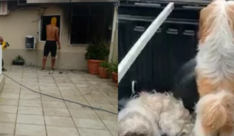 Bombeiros combatem incêndio em residência e dois cães Shih-Tzus são resgatados