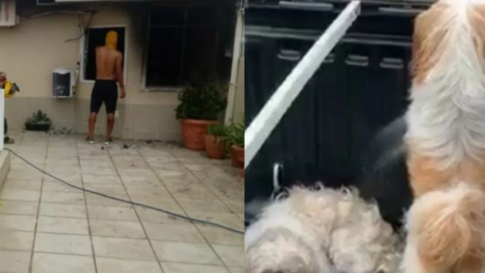 Bombeiros combatem incêndio em residência e dois cães Shih-Tzus são resgatados