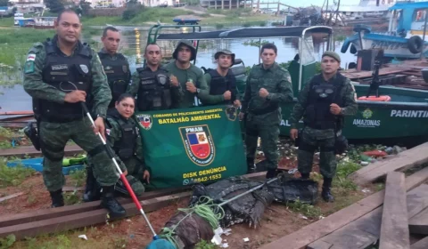 Batalhão Ambiental captura jacaré-açu de quase 4 metros e mais de 10 anos em Manaus