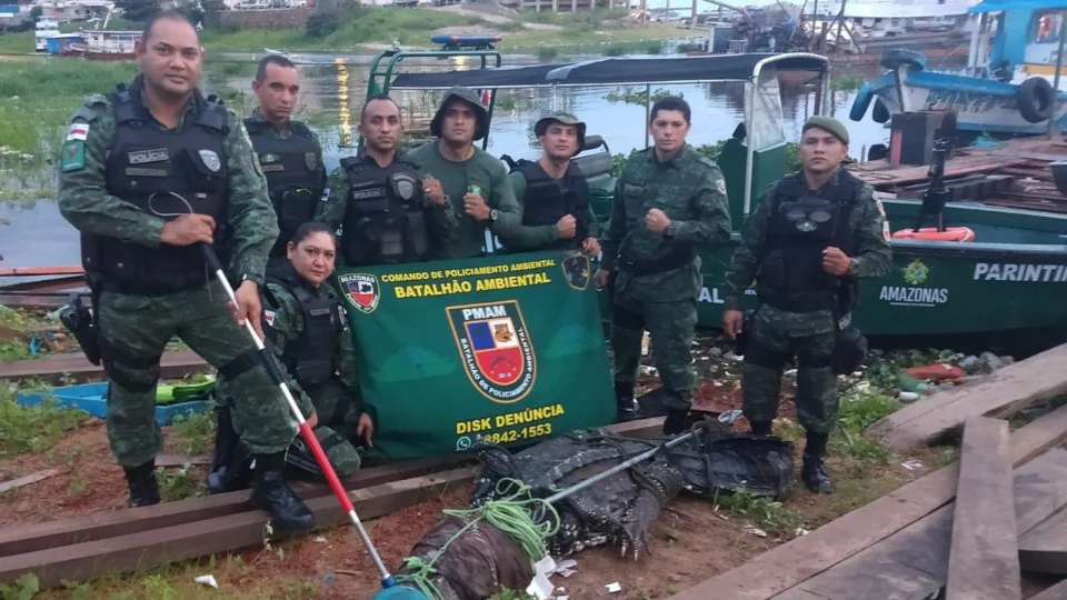 Batalhão Ambiental captura jacaré-açu de quase 4 metros e mais de 10 anos em Manaus
