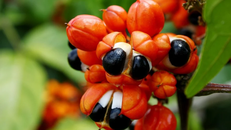 Guaraná: projeto do Idam pretende aumentar produção e produtividade em seis municípios do interior