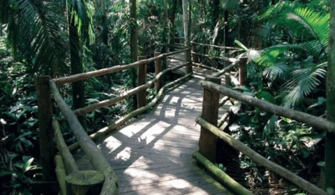 Governo do estado vai inaugurar bosque  temático e ecológico em Manaus em 2020