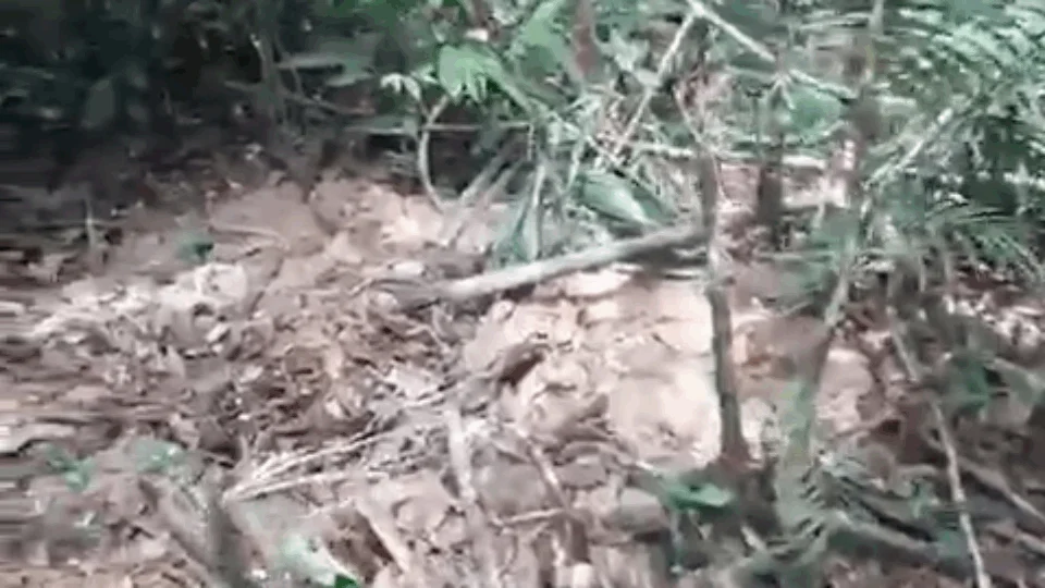 Segundo vídeo exclusivo do local onde polícia encontra cemitério clandestino no Nova Cidade