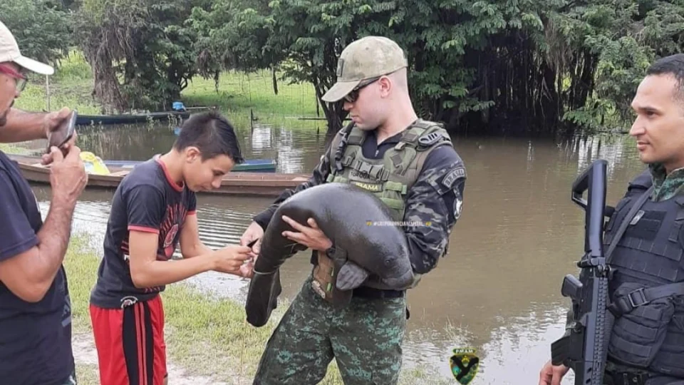Filhote de peixe-boi é resgatado em comunidade no interior do Amazonas