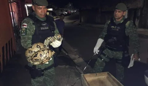 Vídeo: jiboia é capturada pelo Batalhão Ambiental dentro de casa no Centro de Manaus