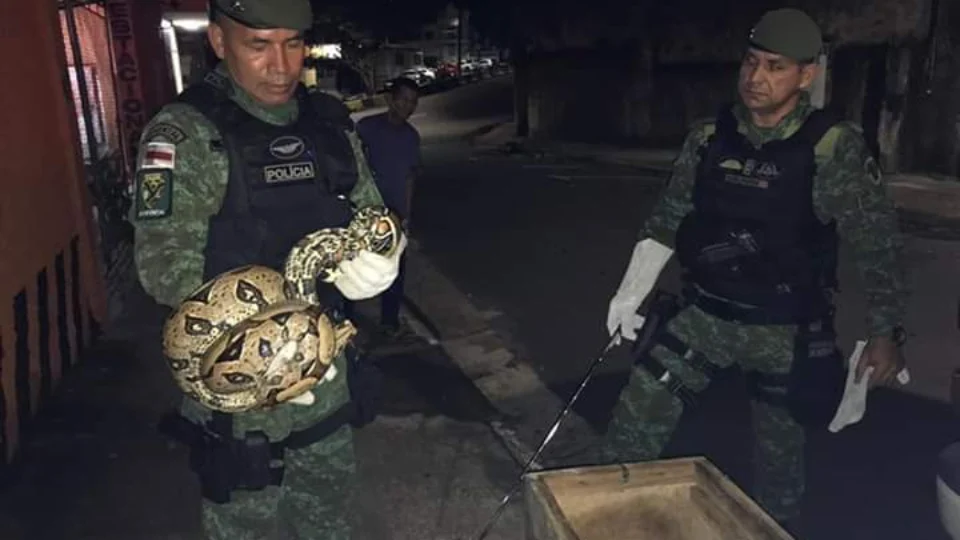 Vídeo: jiboia é capturada pelo Batalhão Ambiental dentro de casa no Centro de Manaus