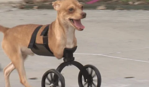 Rodas feitas em impressora 3D dão qualidade de vida para cães deficientes