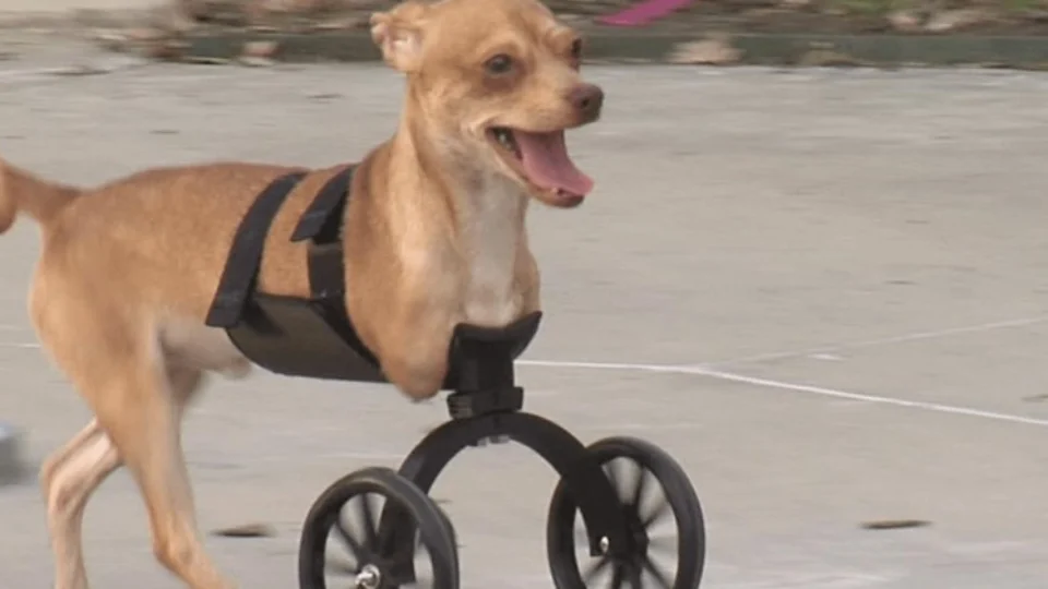 Rodas feitas em impressora 3D dão qualidade de vida para cães deficientes