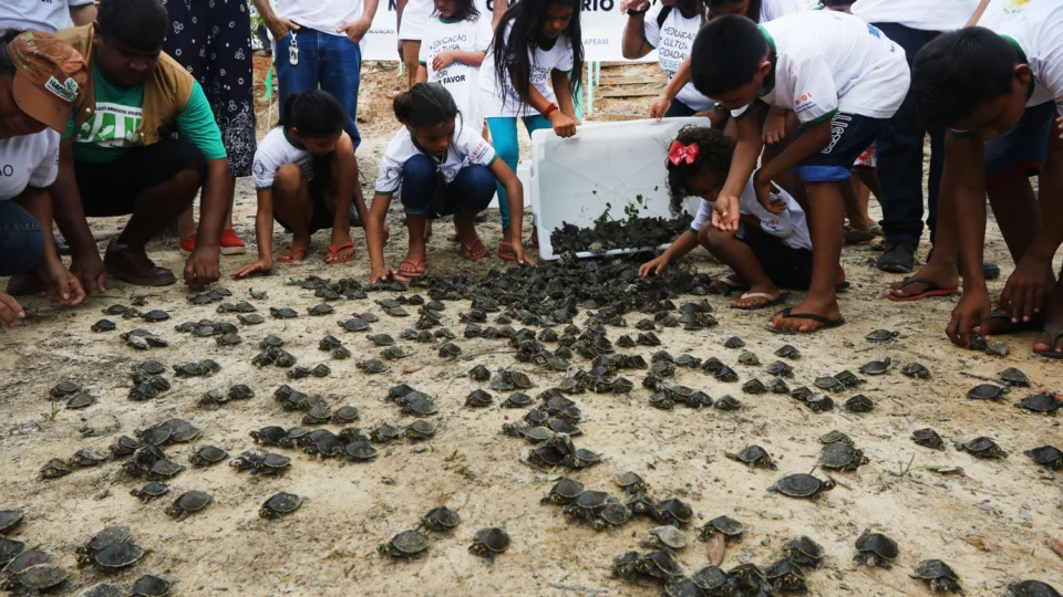 Mais de cinco mil filhotes de quelônios são devolvidos à natureza, no AM