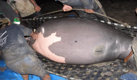 Gravidez inédita de peixe-boi reintroduzida à natureza é comemorada por pesquisadores no AM