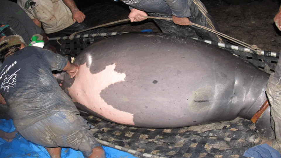 Gravidez inédita de peixe-boi reintroduzida à natureza é comemorada por pesquisadores no AM