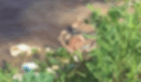 Corpo em estado avançado de decomposição é encontrado no Educandos