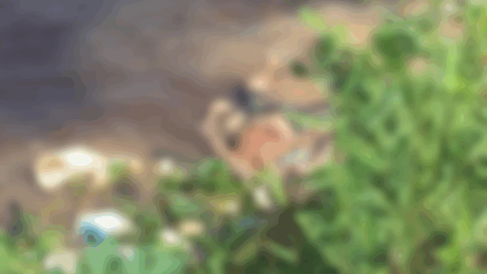 Corpo em estado avançado de decomposição é encontrado no Educandos