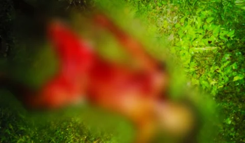 Homem é encontrado morto, muito ensanguentado e com profundos cortes de terçado pelo corpo