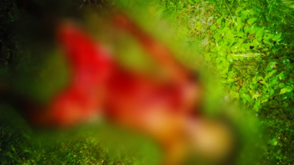 Homem é encontrado morto, muito ensanguentado e com profundos cortes de terçado pelo corpo