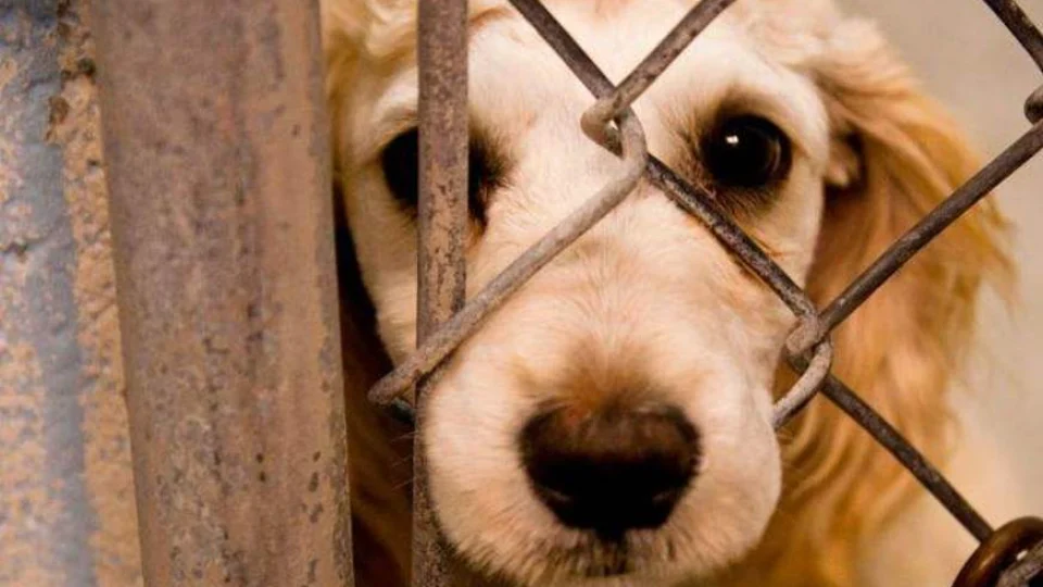 Polícia Civil registrou 320 casos de maus-tratos a animais em Manaus