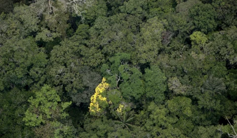 Amazonas tem redução no número de focos de queimadas pelo segundo mês consecutivo