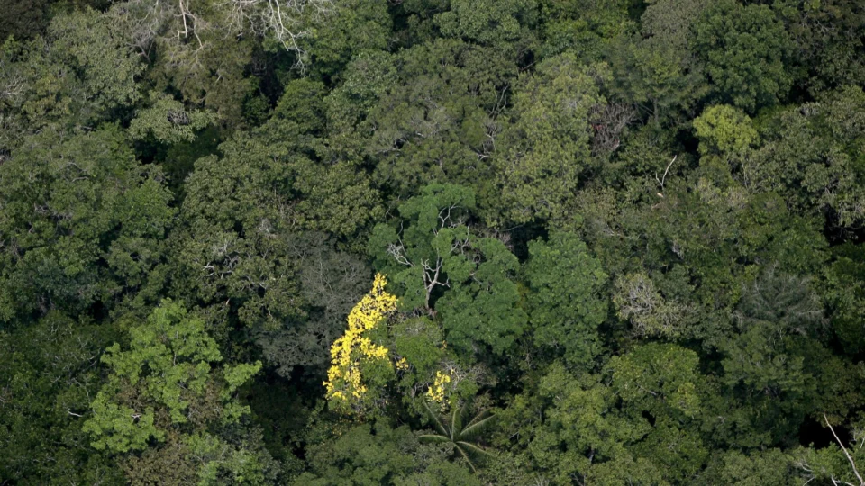 Amazonas tem redução no número de focos de queimadas pelo segundo mês consecutivo