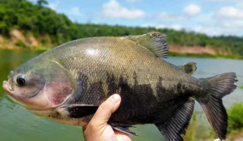 Delivery de pescado: piscicultores e frigoríficos têm peixes para pronta-entrega em Manaus