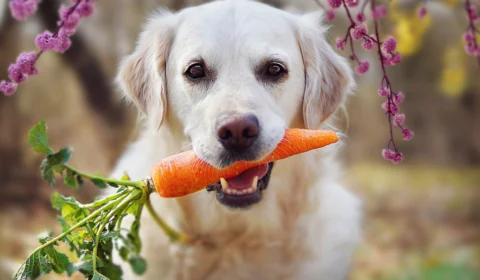 China reclassifica cães como animais de estimação e sinaliza fim de consumo