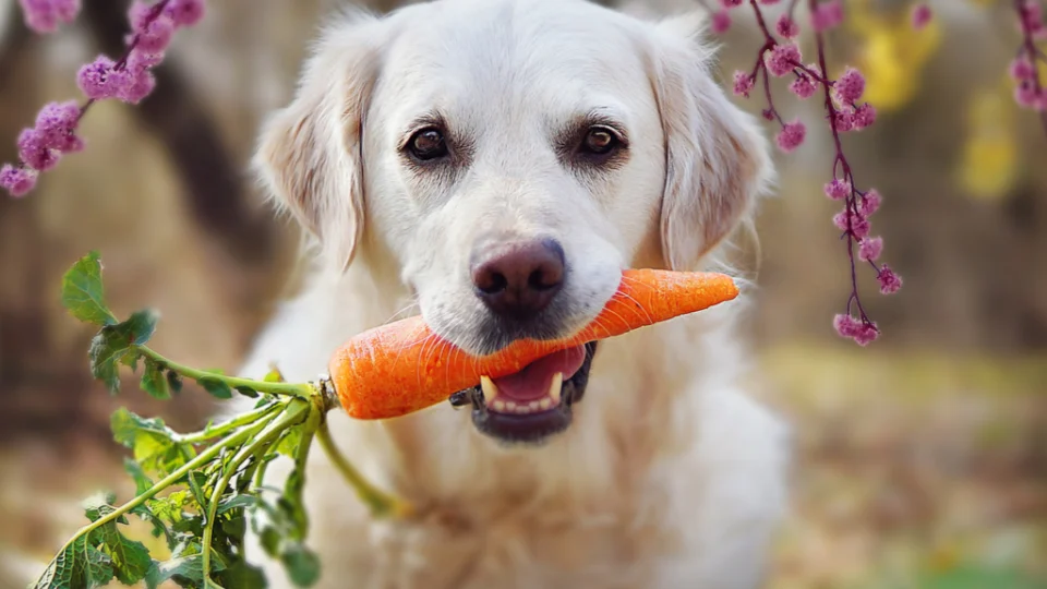 China reclassifica cães como animais de estimação e sinaliza fim de consumo