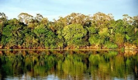 Homem com síndrome de Down desaparece em mata no Amazonas