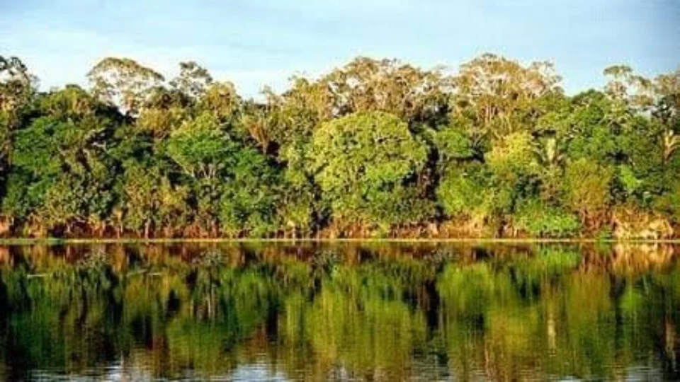 Homem com síndrome de Down desaparece em mata no Amazonas