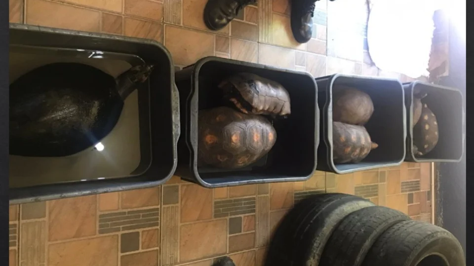 Animais silvestres são apreendidos em residência de luxo e homem é preso por crime ambiental