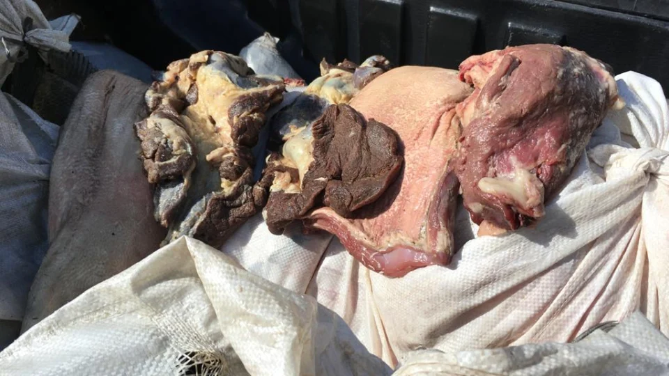 Carga com grande quantidade de pescado e carne de caça ilegais é apreendida em Manaus