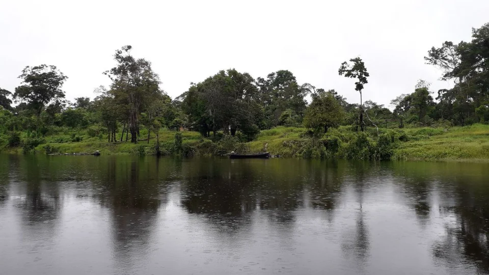 Embrapa coleta bactérias e fungos com potencial econômico na Amazônia