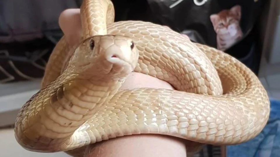 Estudante de veterinária é picado por cobra Naja no DF e fica em coma, nesta quinta-feira (9)