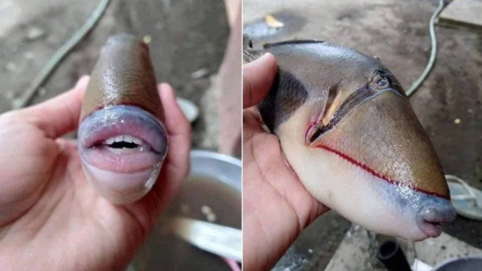 Peixe com ‘dentes humanos’ e ‘lábios com preenchimento’ viraliza e é identificado