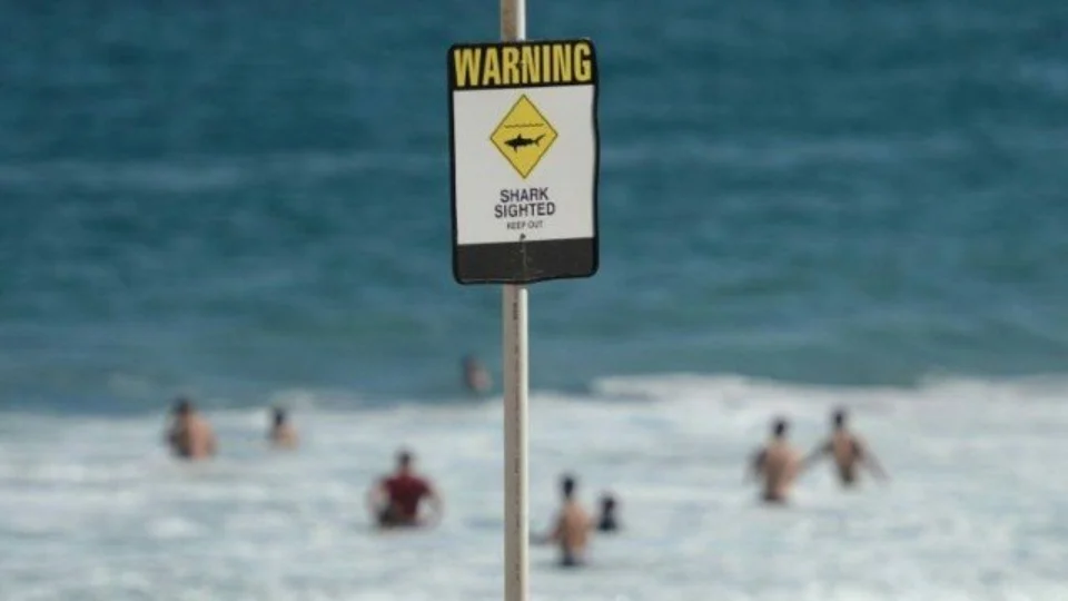 Tubarão ataca barco e puxa menino de 10 anos para o mar